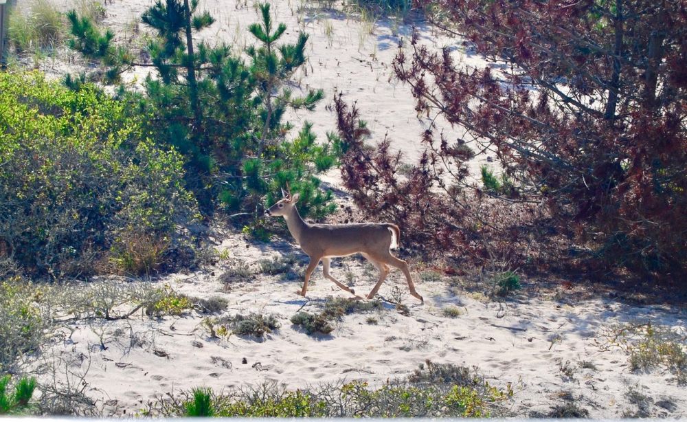 deer from deck
