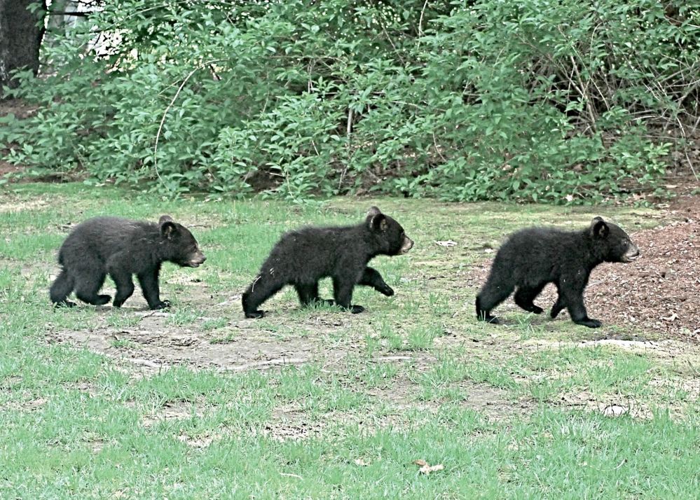 3 little bears