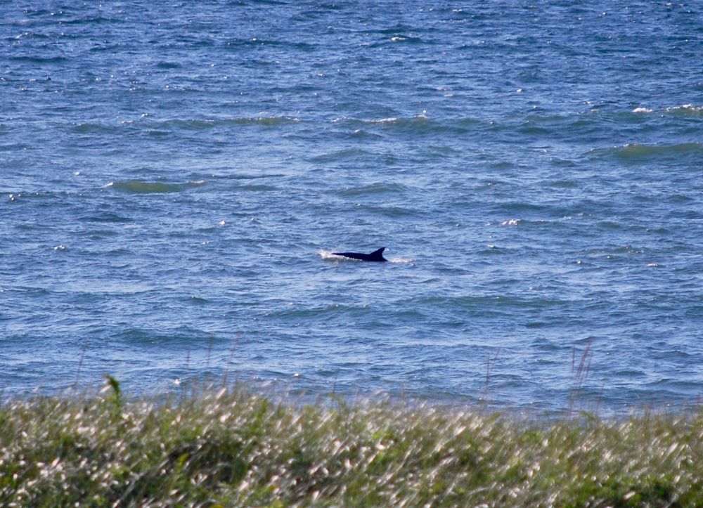 flipper fin &amp; body